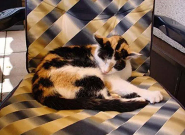 SAMO 5 POSTO LJUDI MOŽE PRONAĆI SVE MACE: Dobro pogledajte fotke i provjerite jeste li dorasli izazovu