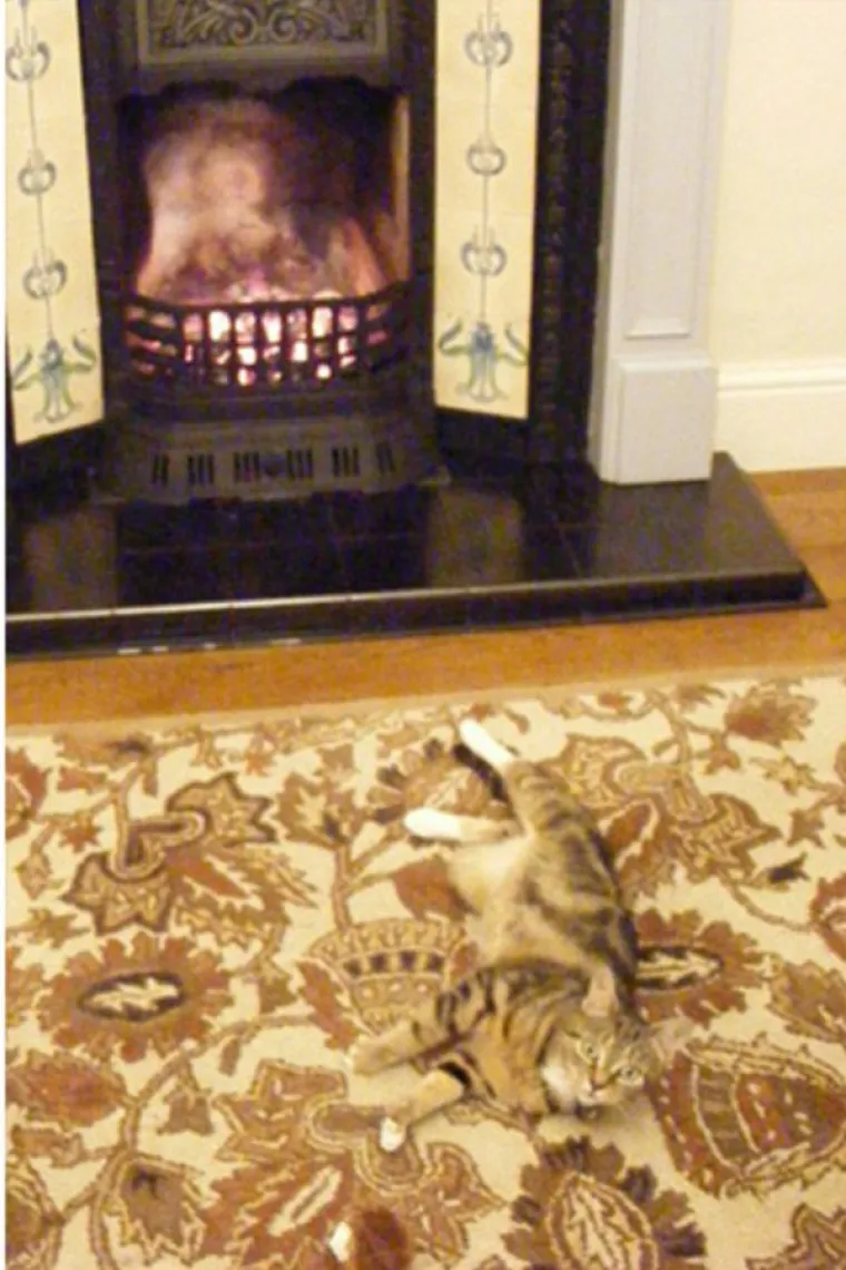 SAMO 5 POSTO LJUDI MOŽE PRONAĆI SVE MACE: Dobro pogledajte fotke i provjerite jeste li dorasli izazovu