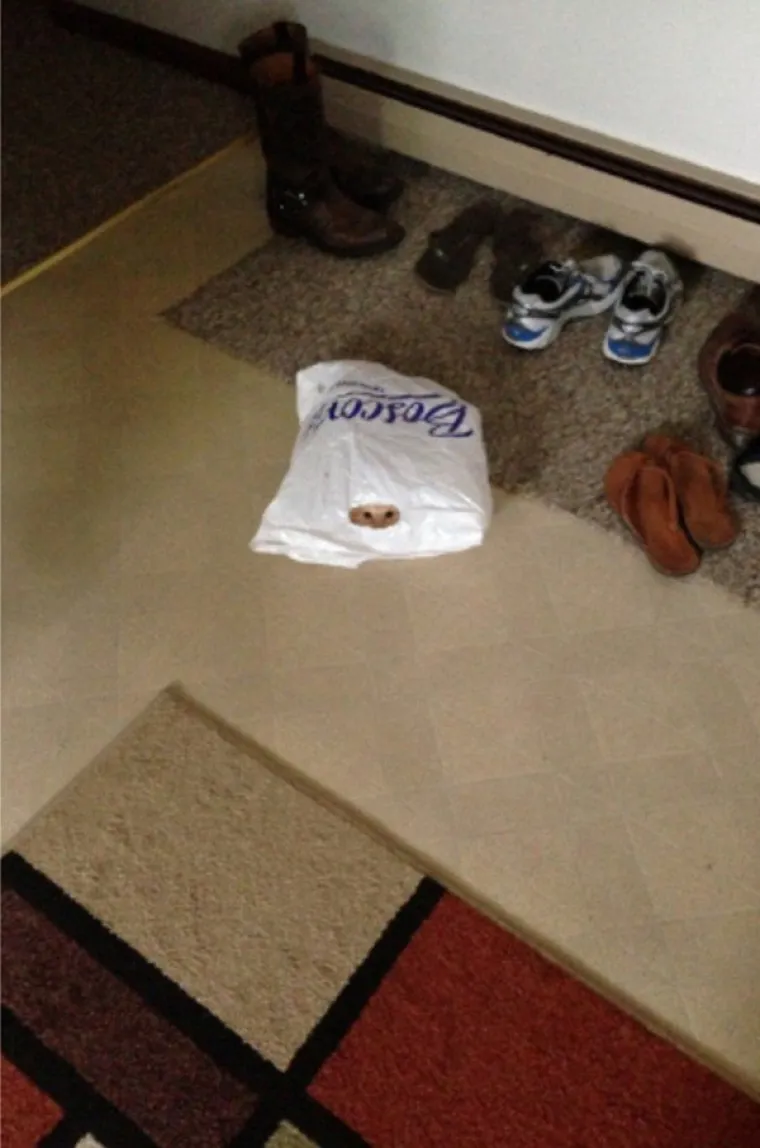 SAMO 5 POSTO LJUDI MOŽE PRONAĆI SVE MACE: Dobro pogledajte fotke i provjerite jeste li dorasli izazovu