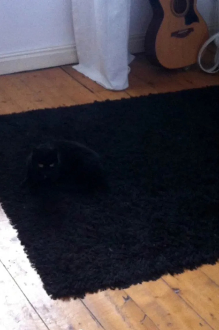 SAMO 5 POSTO LJUDI MOŽE PRONAĆI SVE MACE: Dobro pogledajte fotke i provjerite jeste li dorasli izazovu