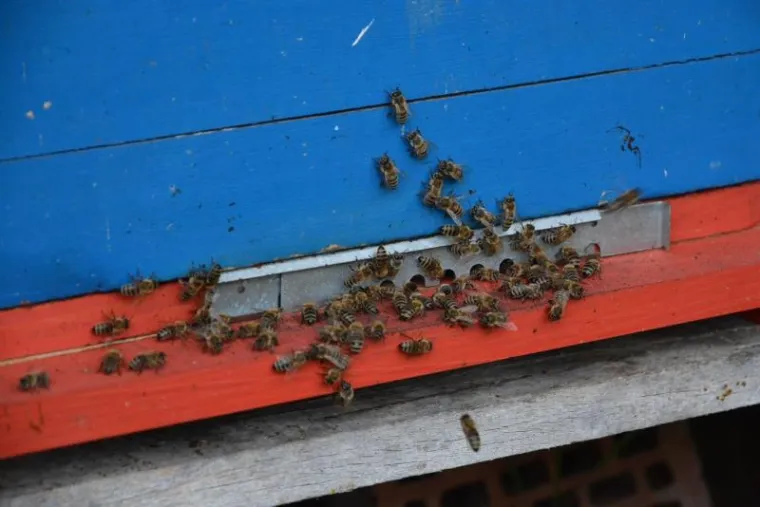 Otvoren prvi hrvatski hotel za pčele, i k tome jo&scaron; s pet zvijezdica