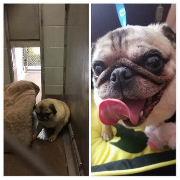 Kućni ljubimci mogu biti izvor velike sreće za vlasnike, no ponekad su vlasnici izvor sreće za njih. To se posebno odnosi na životinje koje su udomljene nakon &scaron;to su odbačene, a u nastavku možete pogledati čudesnu transformaciju upravo takvih životinjica.