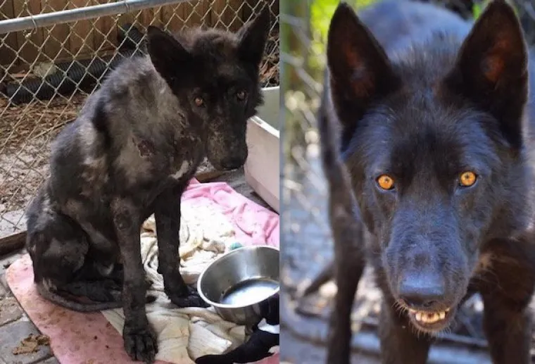 DIRLJIVA TRANSFORMACIJA: Odbačeni ljubimci potpuno se promijenili kada su konačno na&scaron;li dom pun ljubavi