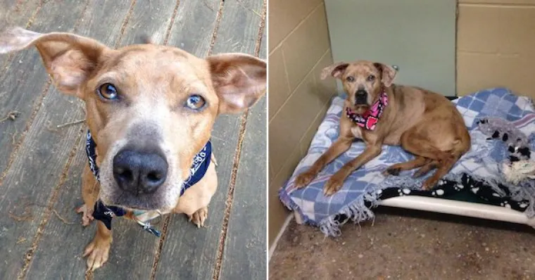 DIRLJIVA TRANSFORMACIJA: Odbačeni ljubimci potpuno se promijenili kada su konačno na&scaron;li dom pun ljubavi