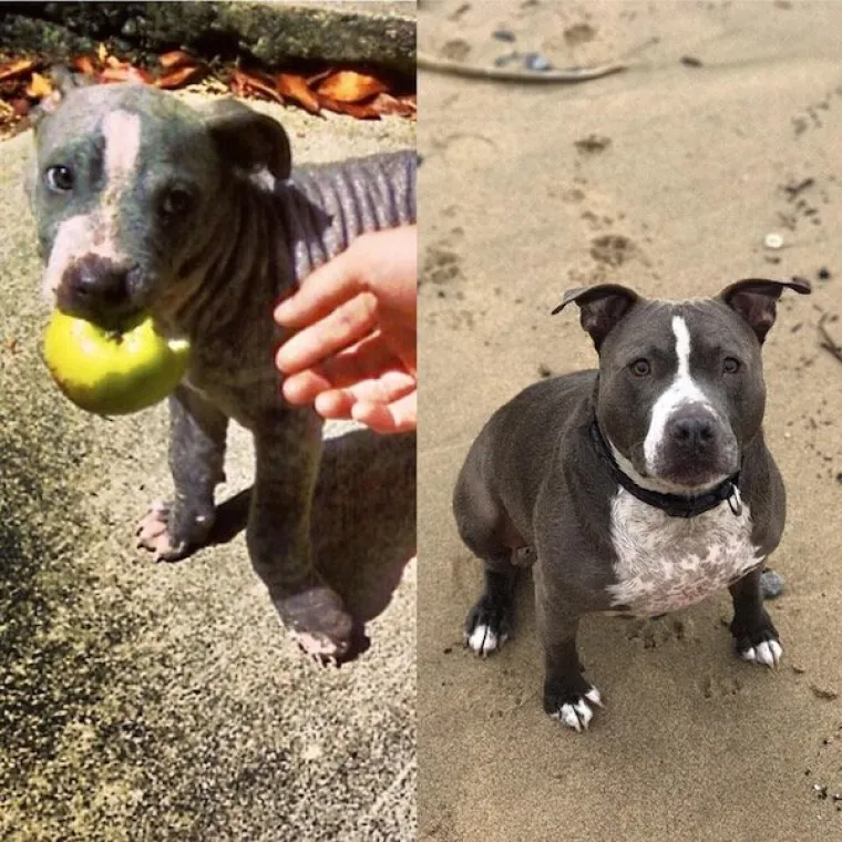 DIRLJIVA TRANSFORMACIJA: Odbačeni ljubimci potpuno se promijenili kada su konačno na&scaron;li dom pun ljubavi