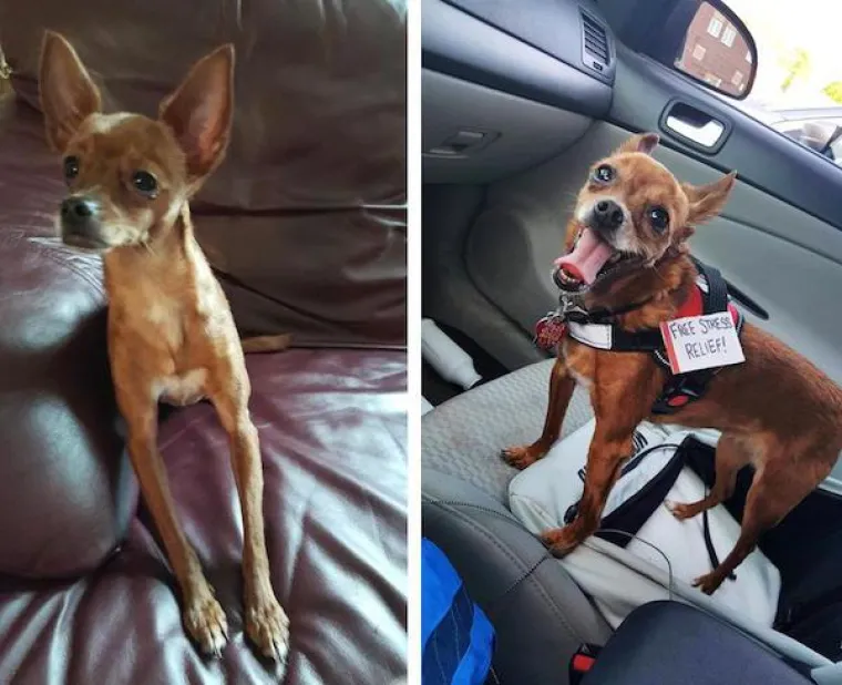 DIRLJIVA TRANSFORMACIJA: Odbačeni ljubimci potpuno se promijenili kada su konačno na&scaron;li dom pun ljubavi