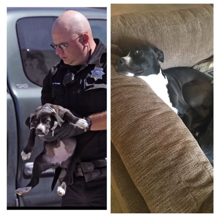 DIRLJIVA TRANSFORMACIJA: Odbačeni ljubimci potpuno se promijenili kada su konačno na&scaron;li dom pun ljubavi