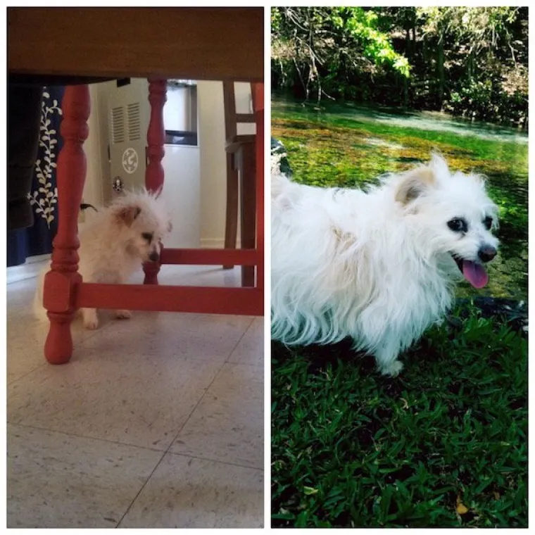 DIRLJIVA TRANSFORMACIJA: Odbačeni ljubimci potpuno se promijenili kada su konačno na&scaron;li dom pun ljubavi