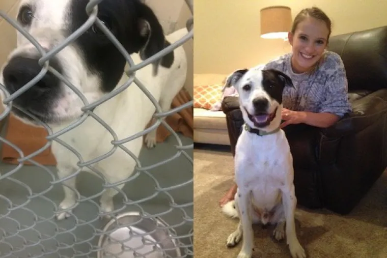 DIRLJIVA TRANSFORMACIJA: Odbačeni ljubimci potpuno se promijenili kada su konačno na&scaron;li dom pun ljubavi