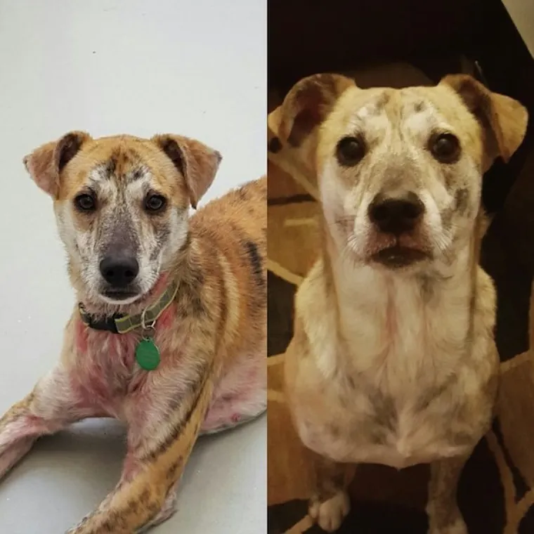 DIRLJIVA TRANSFORMACIJA: Odbačeni ljubimci potpuno se promijenili kada su konačno na&scaron;li dom pun ljubavi