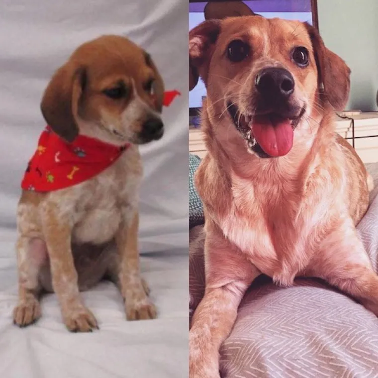 DIRLJIVA TRANSFORMACIJA: Odbačeni ljubimci potpuno se promijenili kada su konačno na&scaron;li dom pun ljubavi