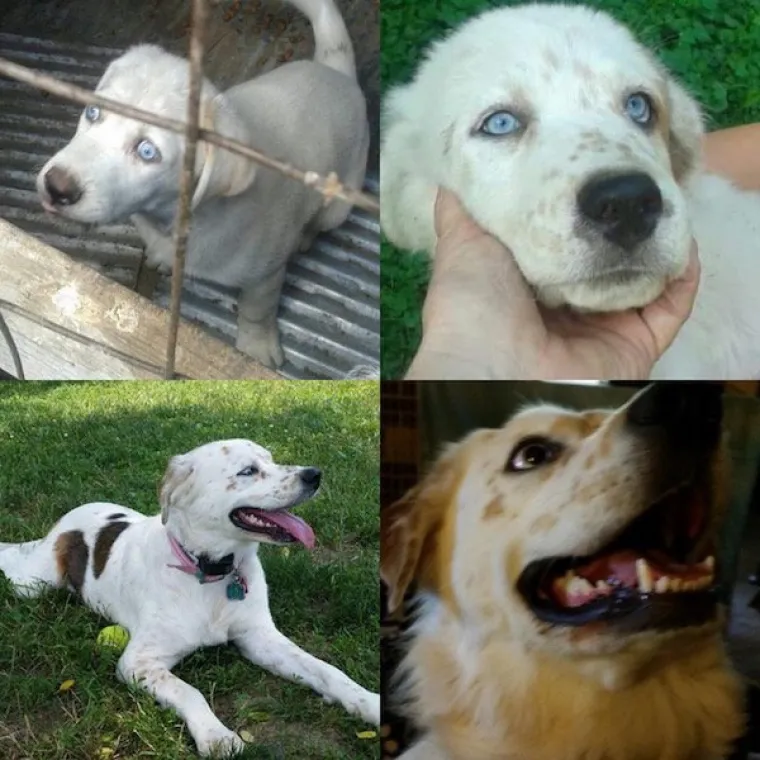 DIRLJIVA TRANSFORMACIJA: Odbačeni ljubimci potpuno se promijenili kada su konačno na&scaron;li dom pun ljubavi