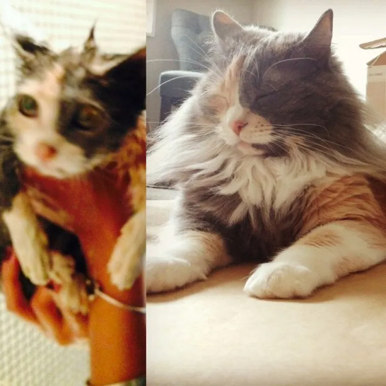 DIRLJIVA TRANSFORMACIJA: Odbačeni ljubimci potpuno se promijenili kada su konačno na&scaron;li dom pun ljubavi