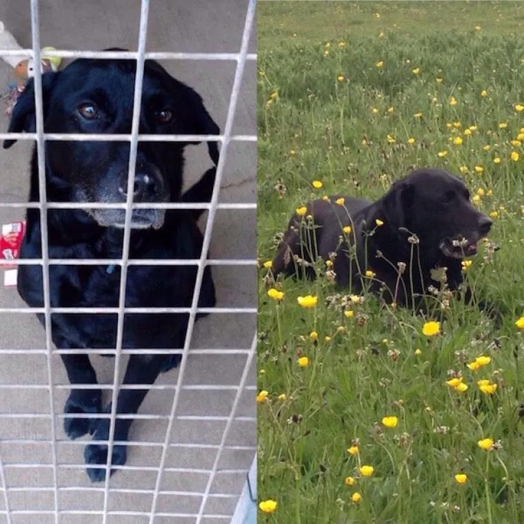 DIRLJIVA TRANSFORMACIJA: Odbačeni ljubimci potpuno se promijenili kada su konačno na&scaron;li dom pun ljubavi