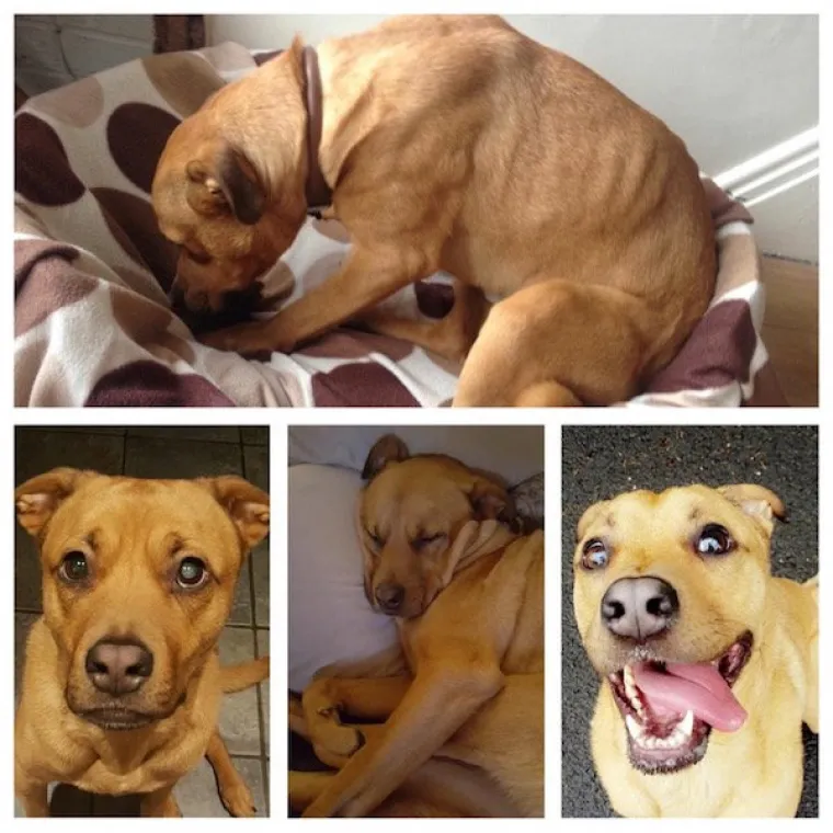 DIRLJIVA TRANSFORMACIJA: Odbačeni ljubimci potpuno se promijenili kada su konačno na&scaron;li dom pun ljubavi