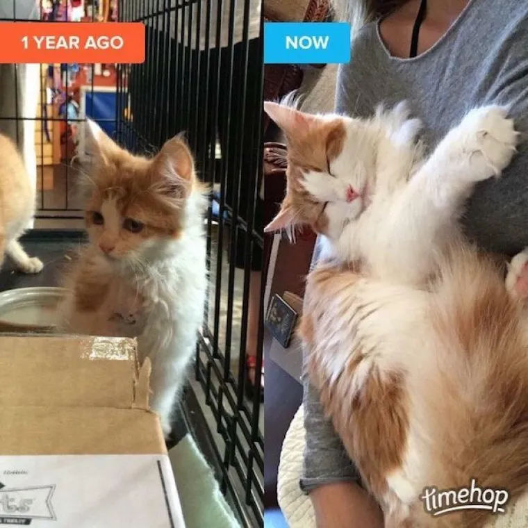 DIRLJIVA TRANSFORMACIJA: Odbačeni ljubimci potpuno se promijenili kada su konačno na&scaron;li dom pun ljubavi