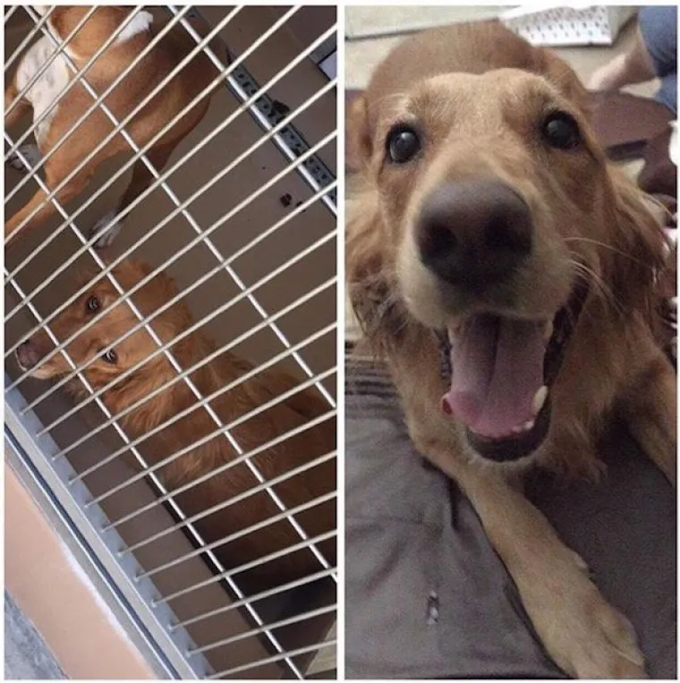 DIRLJIVA TRANSFORMACIJA: Odbačeni ljubimci potpuno se promijenili kada su konačno na&scaron;li dom pun ljubavi