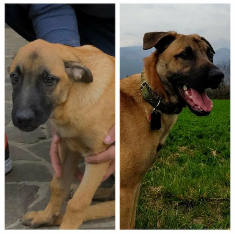 DIRLJIVA TRANSFORMACIJA: Odbačeni ljubimci potpuno se promijenili kada su konačno na&scaron;li dom pun ljubavi