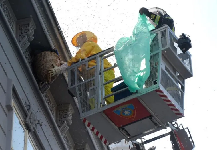PČELE BLOKIRALE ILICU: Zbog skidanja ko&scaron;nice sa zgrade nastao kaos u centru Zagreba