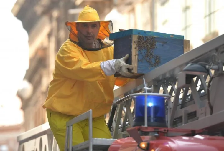 PČELE BLOKIRALE ILICU: Zbog skidanja ko&scaron;nice sa zgrade nastao kaos u centru Zagreba