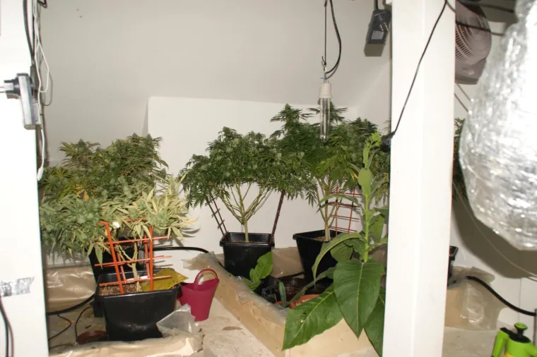 Otkriveno pet profesionalnih indoor laboratorija za uzgoj marihuane