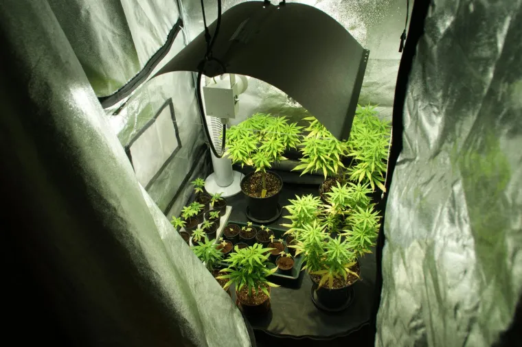 Otkriveno pet profesionalnih indoor laboratorija za uzgoj marihuane