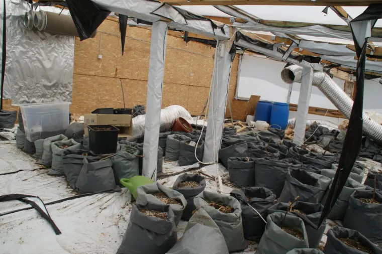 Otkriveno pet profesionalnih indoor laboratorija za uzgoj marihuane