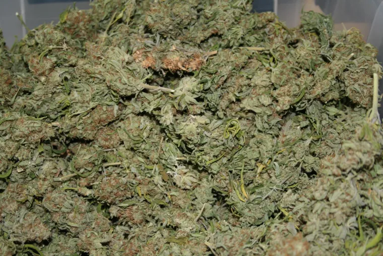 Otkriveno pet profesionalnih indoor laboratorija za uzgoj marihuane