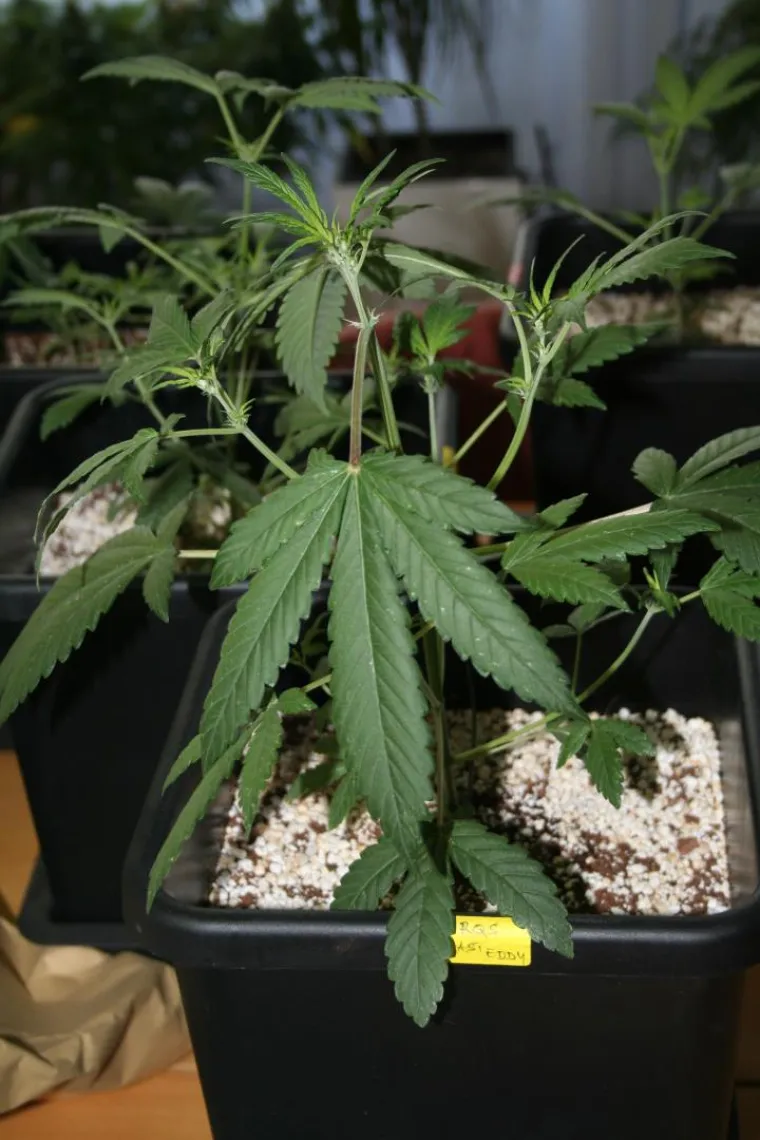 Otkriveno pet profesionalnih indoor laboratorija za uzgoj marihuane