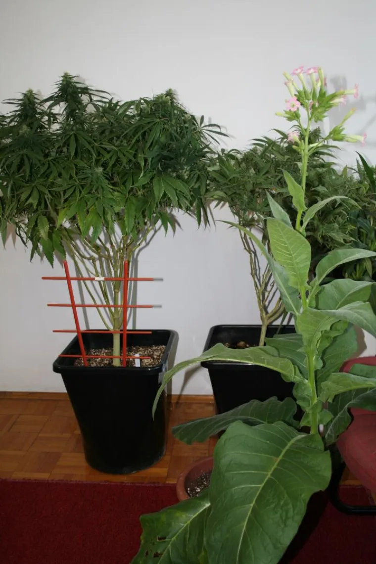 Otkriveno pet profesionalnih indoor laboratorija za uzgoj marihuane