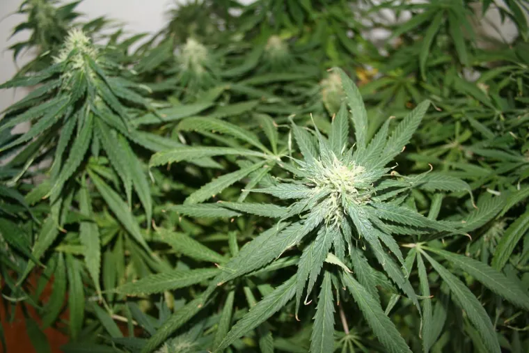 Otkriveno pet profesionalnih indoor laboratorija za uzgoj marihuane