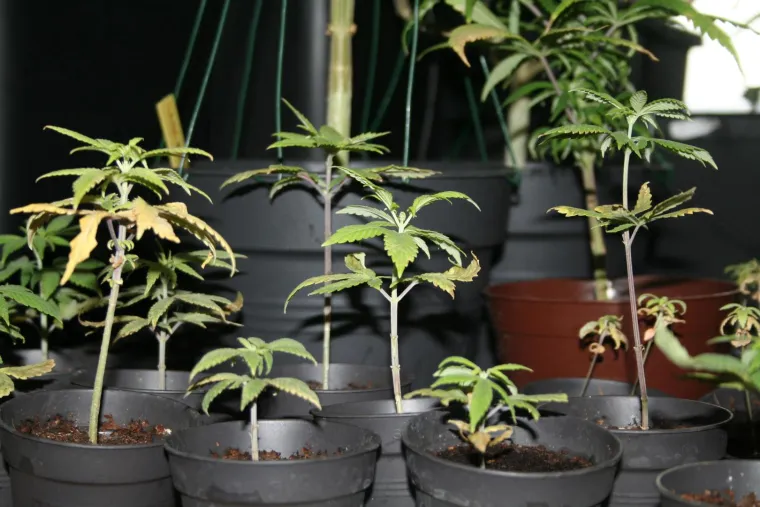 Otkriveno pet profesionalnih indoor laboratorija za uzgoj marihuane