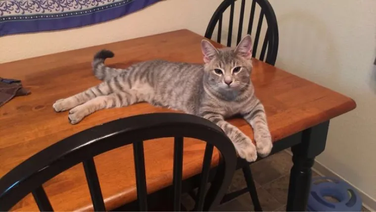 PREPOZNAJ ULJEZA: Na svim fotografijama je zajednička jedna stvar, i ne, nije krokodil...