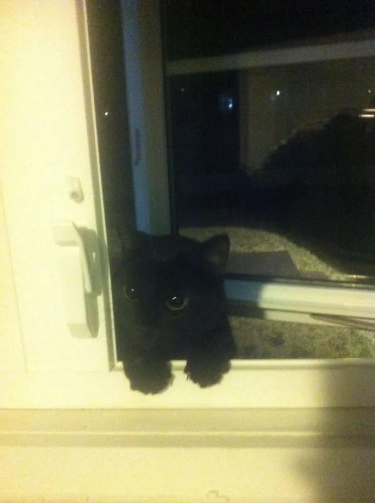 PREPOZNAJ ULJEZA: Na svim fotografijama je zajednička jedna stvar, i ne, nije krokodil...