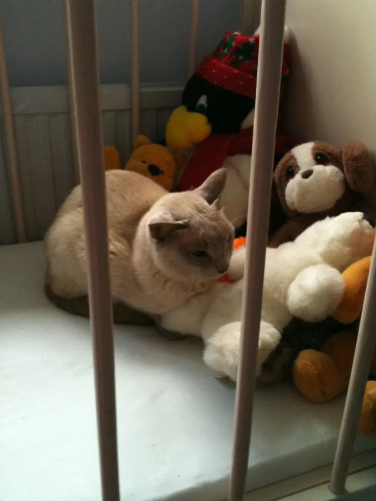 PREPOZNAJ ULJEZA: Na svim fotografijama je zajednička jedna stvar, i ne, nije krokodil...