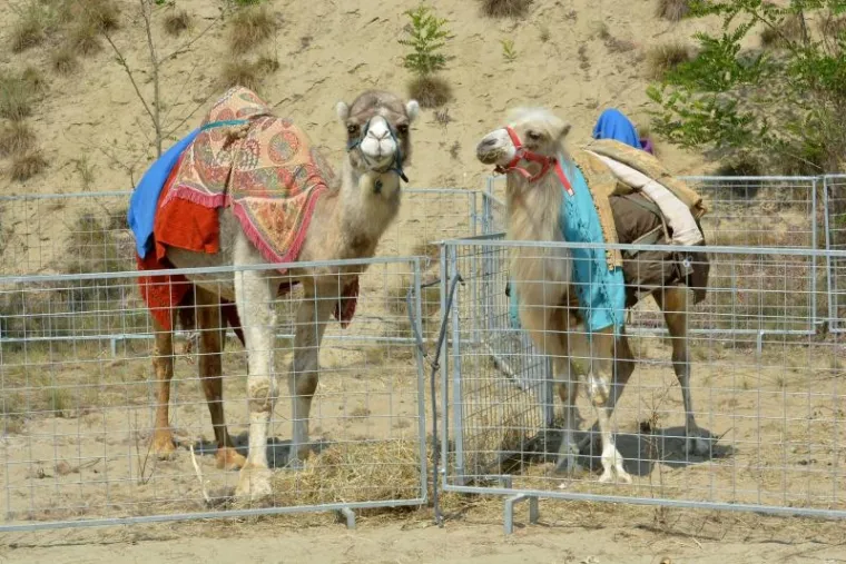 ...kao i njene neobične stanovnice - deve.