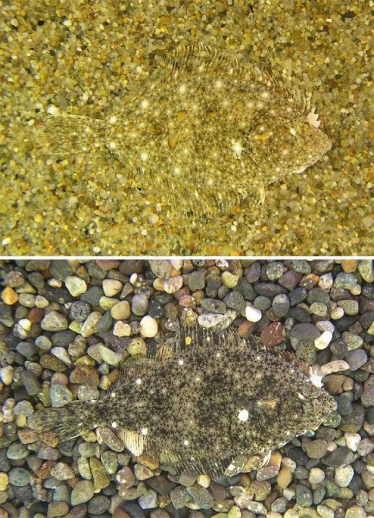 VIDITE LI &Scaron;TO SE KRIJE NA SLIKAMA? Nevjerojatno se stapaju s pozadinom, provjerite svoje vijuge i probajte ih sve pronaći!