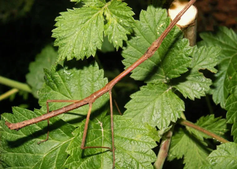 VIDITE LI &Scaron;TO SE KRIJE NA SLIKAMA? Nevjerojatno se stapaju s pozadinom, provjerite svoje vijuge i probajte ih sve pronaći!
