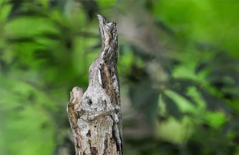 VIDITE LI &Scaron;TO SE KRIJE NA SLIKAMA? Nevjerojatno se stapaju s pozadinom, provjerite svoje vijuge i probajte ih sve pronaći!