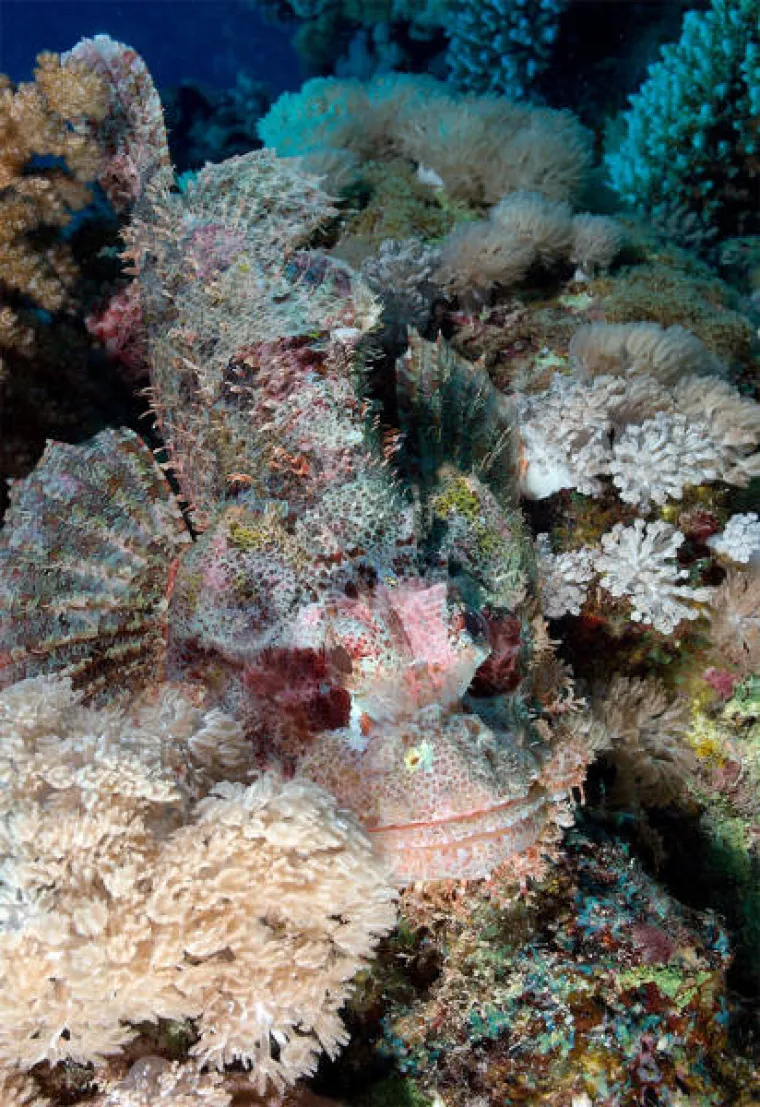 VIDITE LI &Scaron;TO SE KRIJE NA SLIKAMA? Nevjerojatno se stapaju s pozadinom, provjerite svoje vijuge i probajte ih sve pronaći!