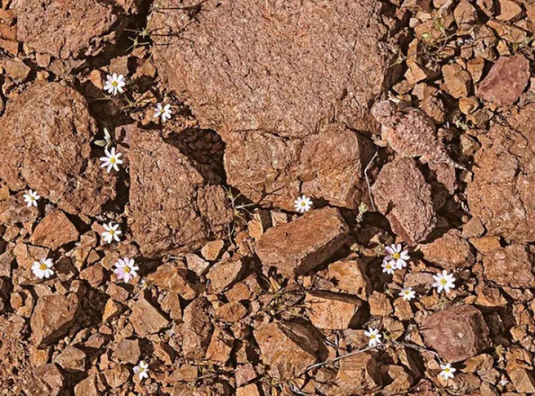 VIDITE LI &Scaron;TO SE KRIJE NA SLIKAMA? Nevjerojatno se stapaju s pozadinom, provjerite svoje vijuge i probajte ih sve pronaći!