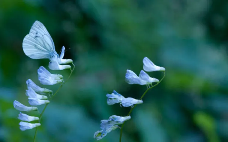 VIDITE LI &Scaron;TO SE KRIJE NA SLIKAMA? Nevjerojatno se stapaju s pozadinom, provjerite svoje vijuge i probajte ih sve pronaći!