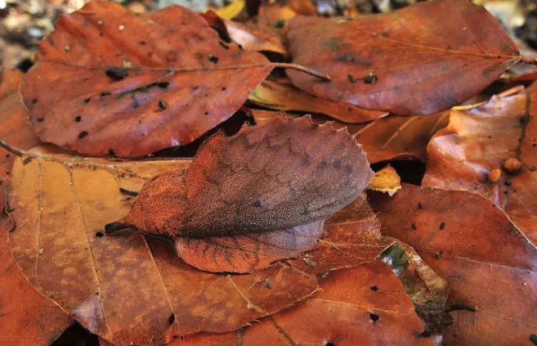 VIDITE LI &Scaron;TO SE KRIJE NA SLIKAMA? Nevjerojatno se stapaju s pozadinom, provjerite svoje vijuge i probajte ih sve pronaći!