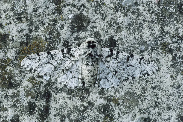 VIDITE LI &Scaron;TO SE KRIJE NA SLIKAMA? Nevjerojatno se stapaju s pozadinom, provjerite svoje vijuge i probajte ih sve pronaći!