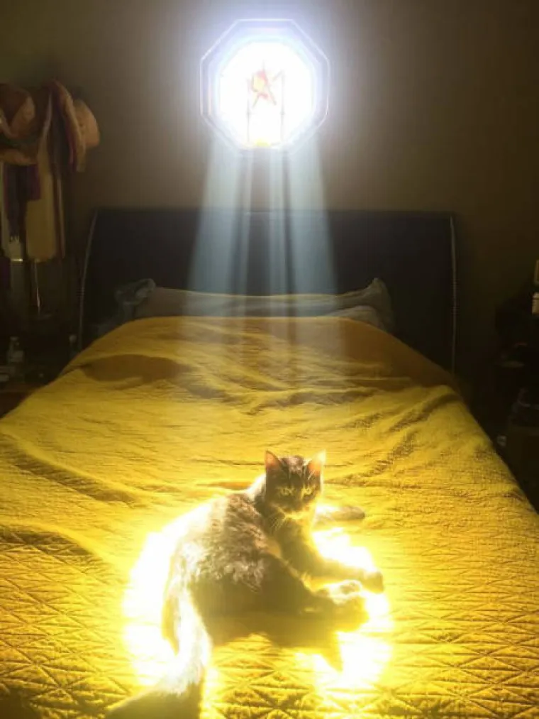Mačke su poznate kao štovatelji Sotone, no ako postoji jedna stvar koju vole više, to je onda sunce. Mačke uvijek traže priliku da se izvale na suncu i zagriju svoja reptilska tijela, a neke od prizora ovih dlakavih guja kako se sunčaju svakako pogledajte u nastavku.