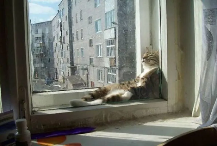 JEDINA STVAR KOJU MAČKE OBOŽAVAJU VIŠE OD SOTONE JE SUNCE: I sluge Nečastivog mogu biti slatke kad se ispruže na suncu