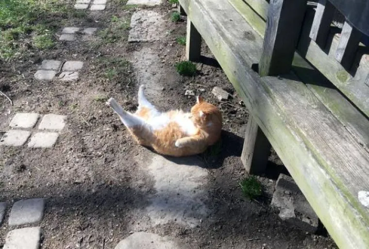 JEDINA STVAR KOJU MAČKE OBOŽAVAJU VIŠE OD SOTONE JE SUNCE: I sluge Nečastivog mogu biti slatke kad se ispruže na suncu