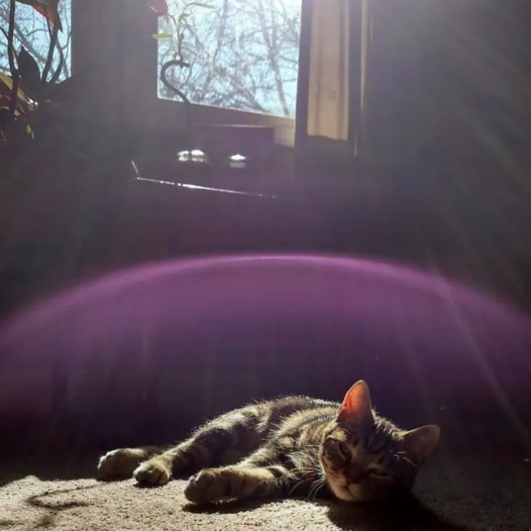 JEDINA STVAR KOJU MAČKE OBOŽAVAJU VIŠE OD SOTONE JE SUNCE: I sluge Nečastivog mogu biti slatke kad se ispruže na suncu