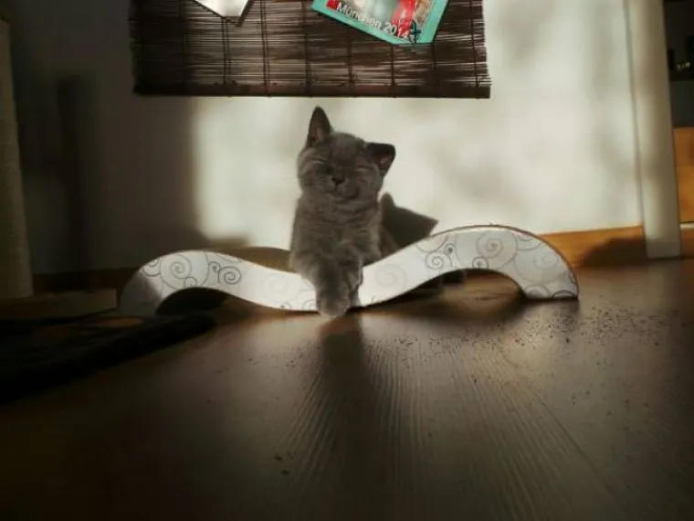 JEDINA STVAR KOJU MAČKE OBOŽAVAJU VI&Scaron;E OD SOTONE JE SUNCE: I sluge Nečastivog mogu biti slatke kad se ispruže na suncu