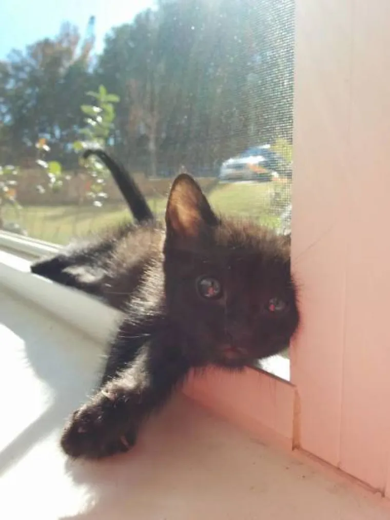 JEDINA STVAR KOJU MAČKE OBOŽAVAJU VI&Scaron;E OD SOTONE JE SUNCE: I sluge Nečastivog mogu biti slatke kad se ispruže na suncu